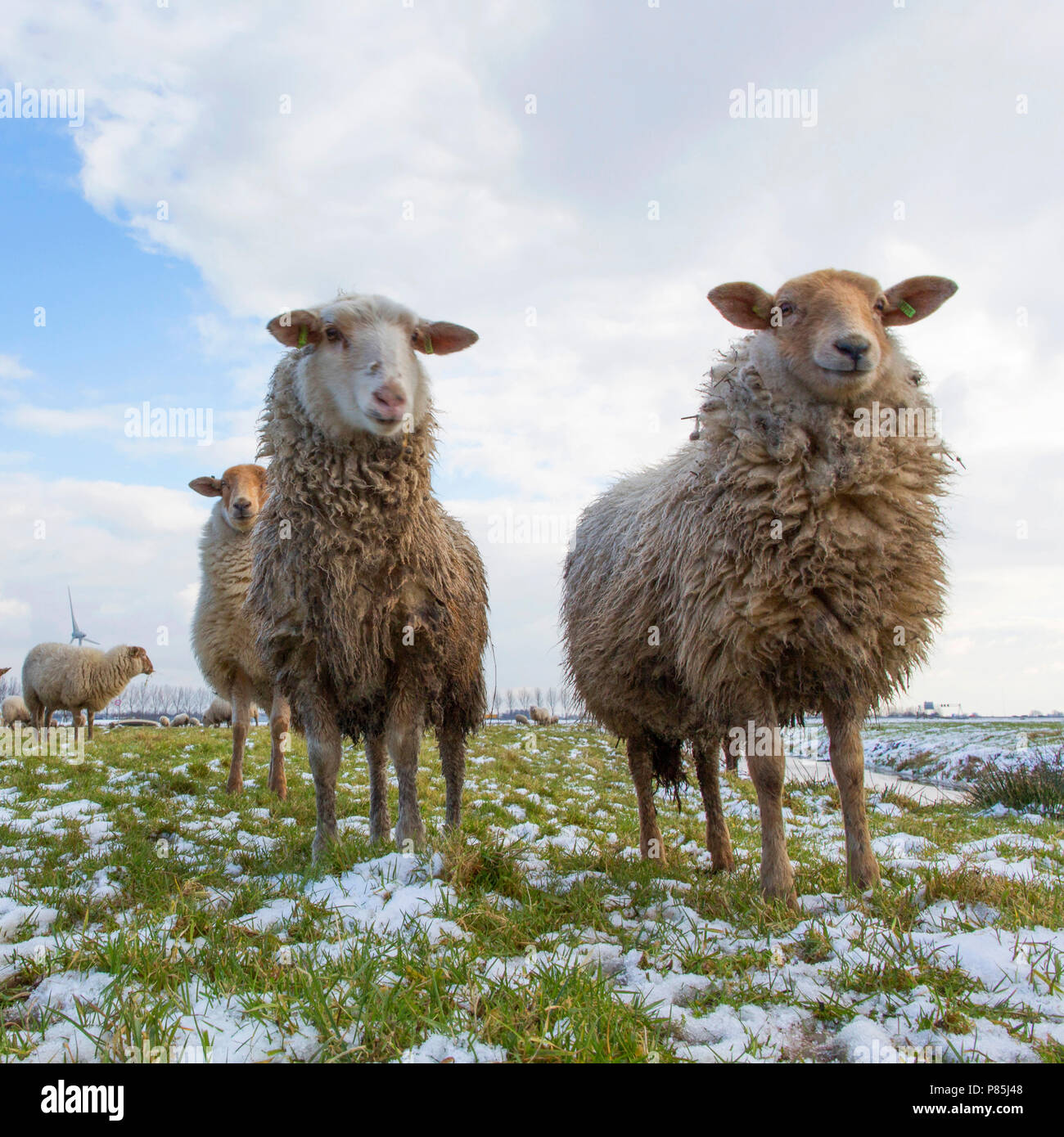 In een besneeuwd Weiland; Schafe in einer Wiese mit Schnee im Winter Stockfoto