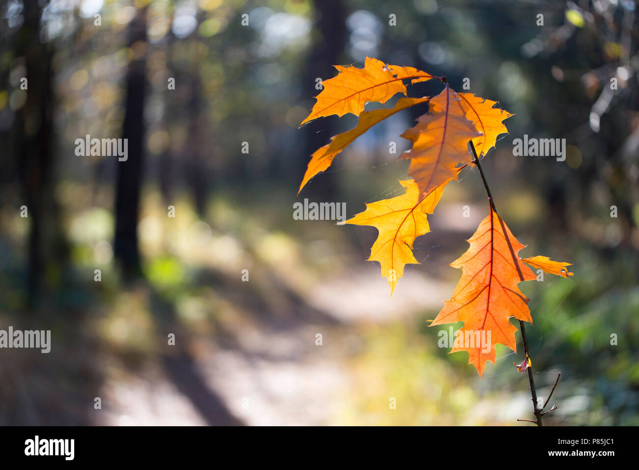 Herbst Landschaft Noord-Brabant, Niederlande Stockfoto