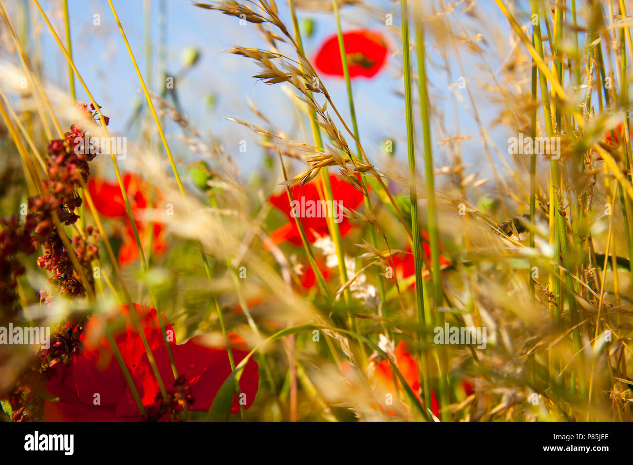 Niederländische typische Landschaft Stockfoto