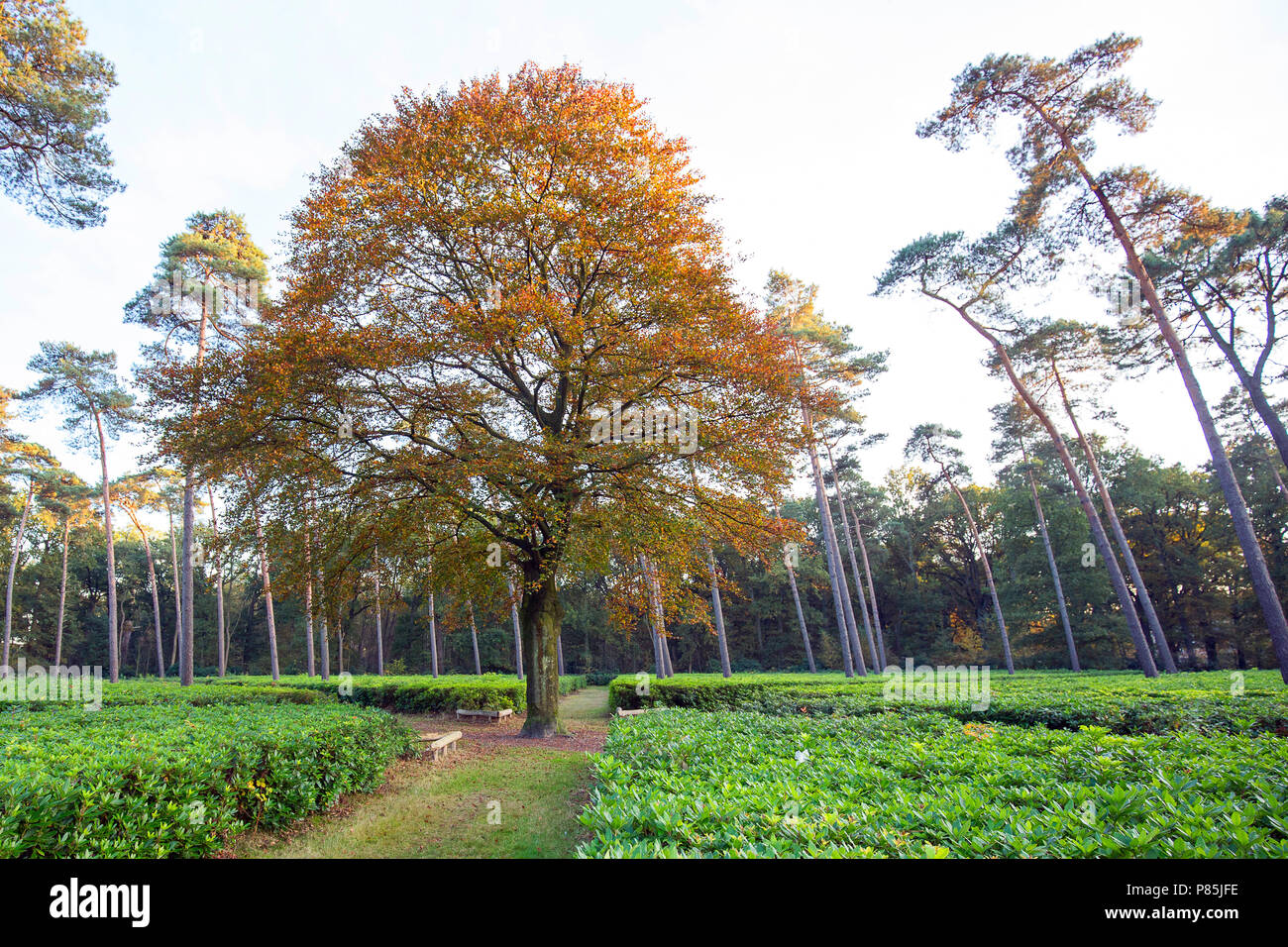 Niederländische typische Landschaft Stockfoto