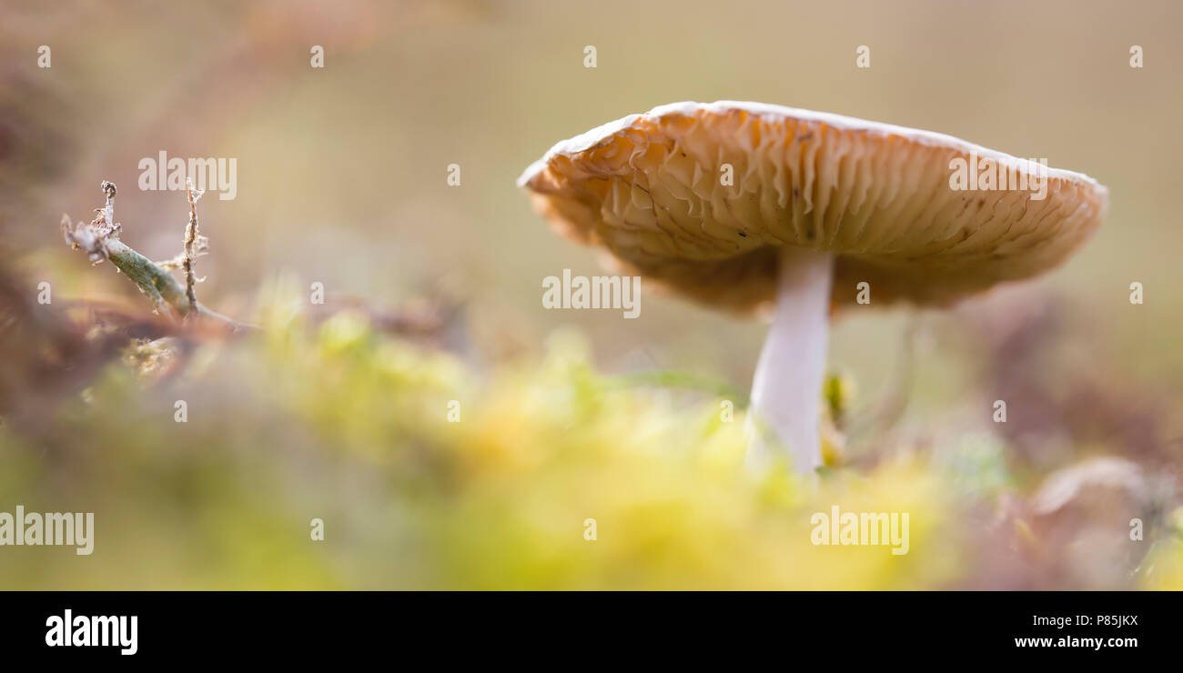 Makro opname plaatzwam in Duinen metr korstmos; macrophoto des Pilzes in den Dünen Stockfoto