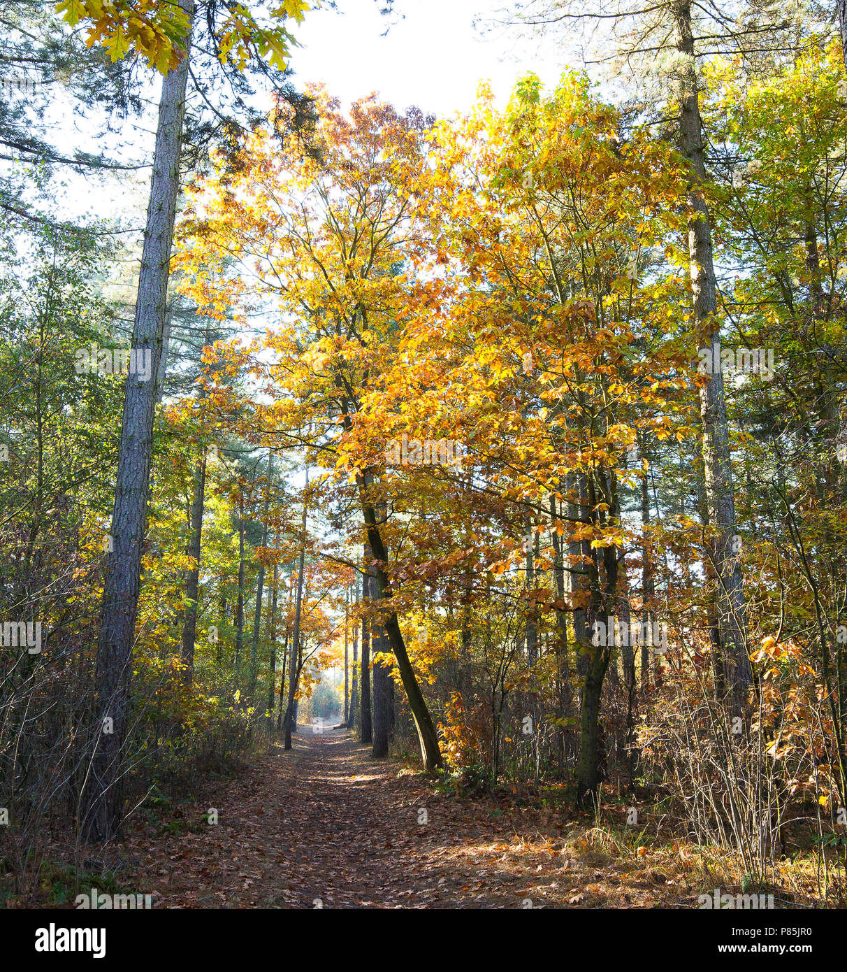 Herbst Landschaft in den Niederlanden Stockfoto