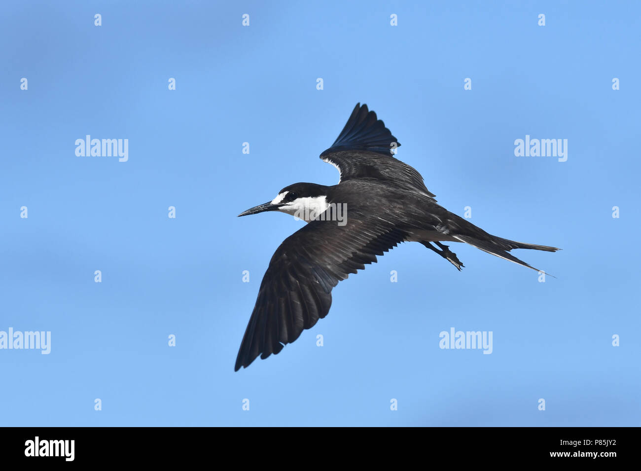 Nach Rußverhangenem Tern (Onychoprion fuscatus) im Flug Stockfoto