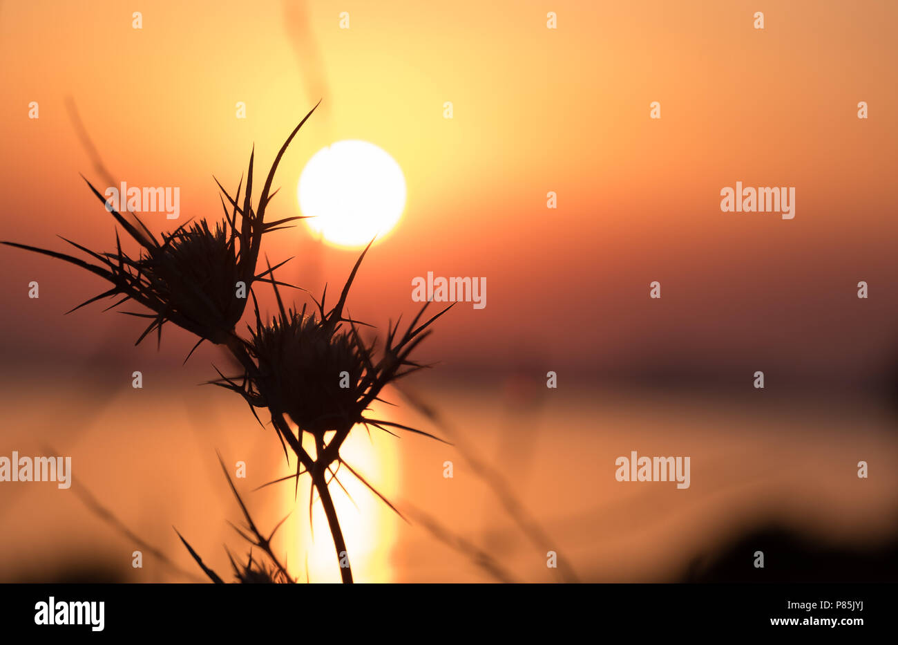 Silhouetted ährentragend Disteln aus den Tagen Sonne erschöpft, endlich einige Erleichterung, als die Sonne hinter dem Horizont. Ost Attika, Griechenland, Europa. Stockfoto