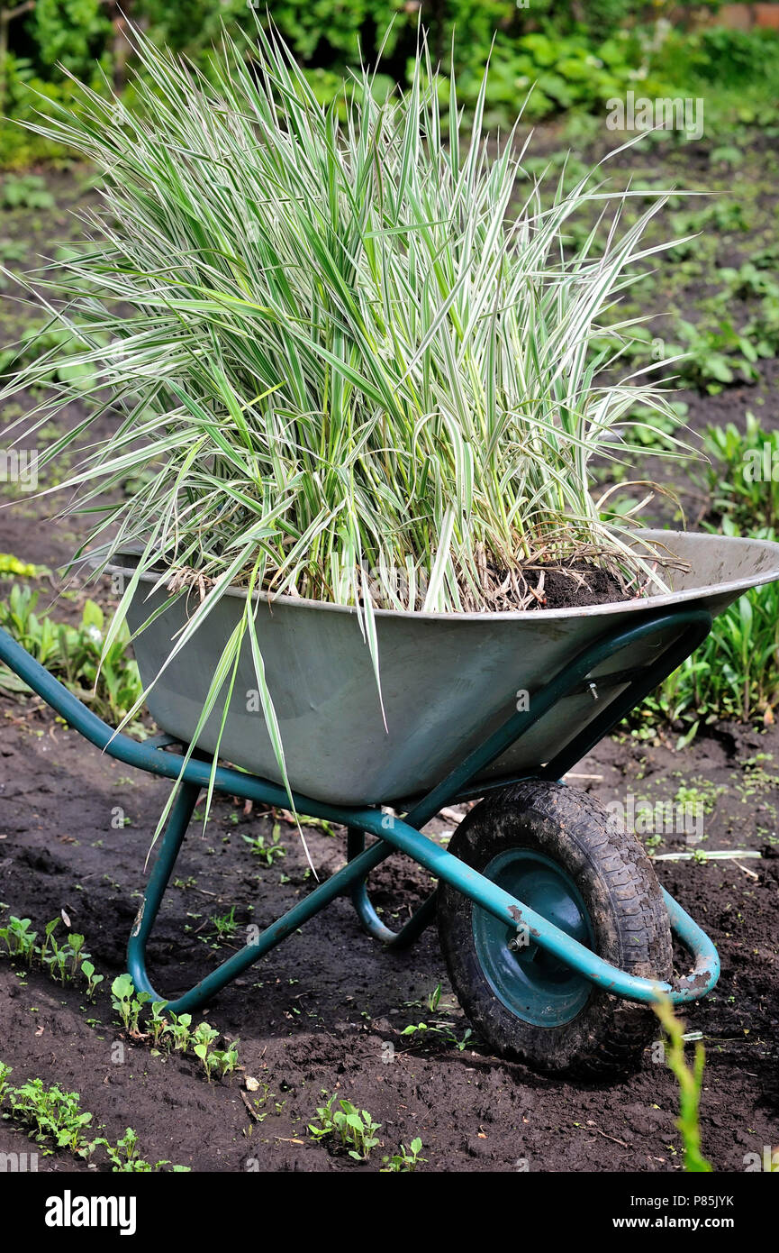Reed Boden Stockfotos Reed Boden Bilder Alamy