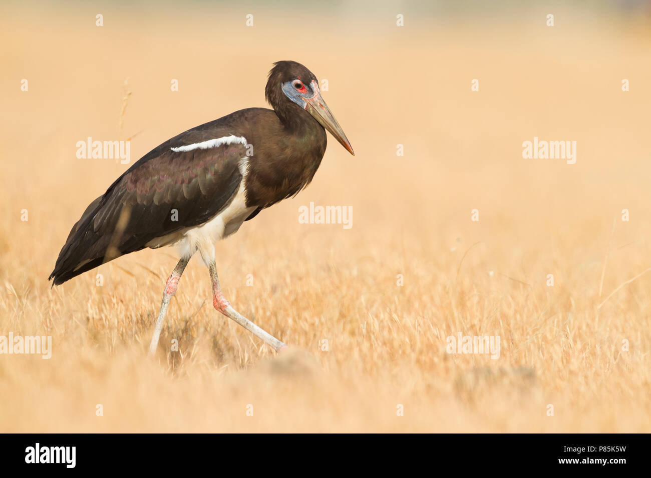 Der Storch - Abdim Abdimstorch - Ciconia abdimii, Oman, Erwachsene Stockfoto