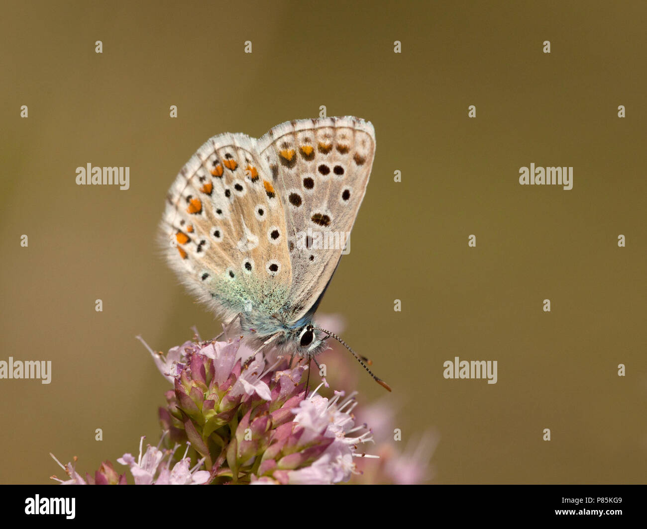 Adonisblauwtje/Adonis Blau (Polyommatus bellargus) Stockfoto