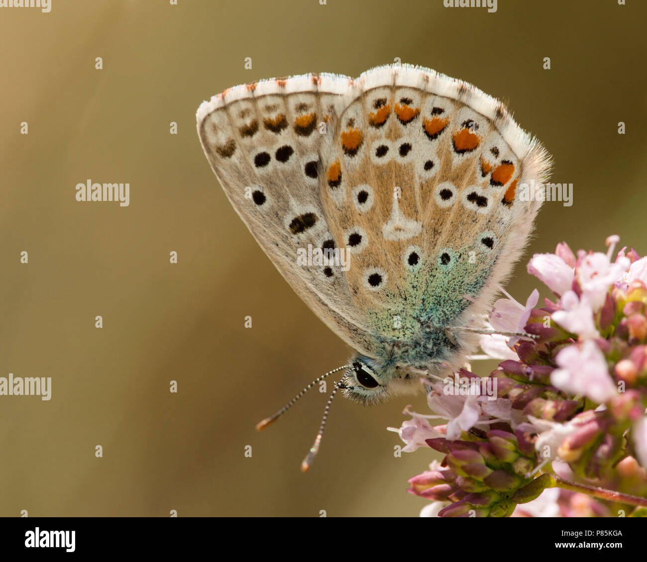 Adonisblauwtje/Adonis Blau (Polyommatus bellargus) Stockfoto