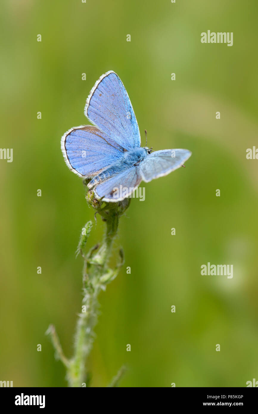 Adonisblauwtje/Adonis Blau (Polyommatus bellargus) Stockfoto