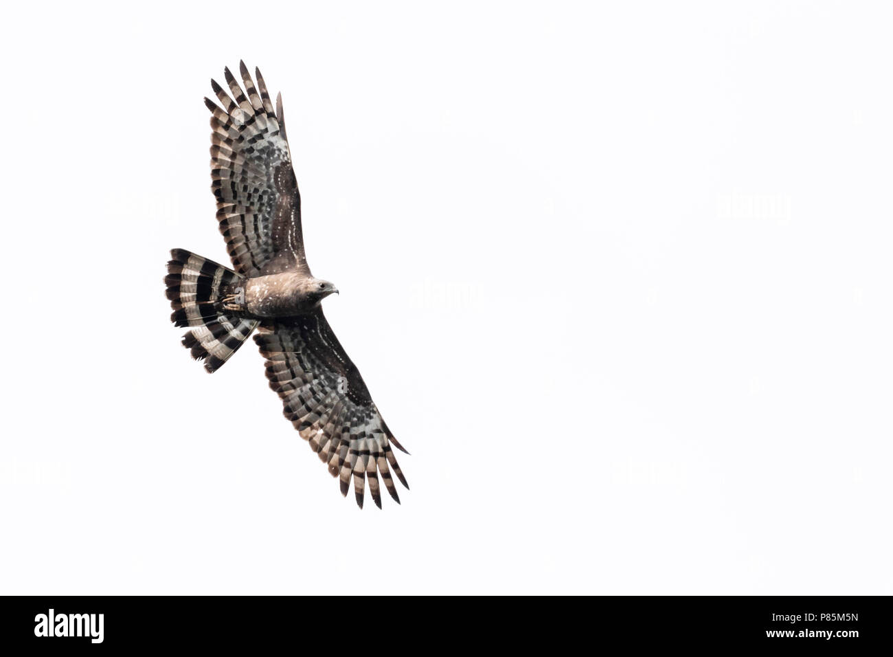 Orientalische Wespenbussard (Pernis ptilorhyncus) im Flug Stockfoto