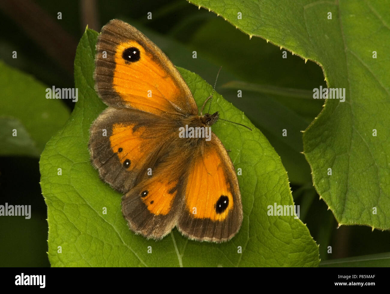 Oranje zandoogje; Pyronia tithonus; Gatekeeper, Hedge Braun Stockfoto