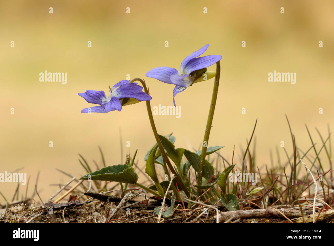 Zandviooltje steken net Boven het Zand uit; Teesdale Violett gerade über dem Boden; Stockfoto