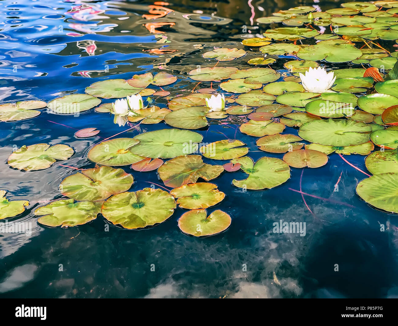 Blaue Wasser des Sees und mehrere weiße Seerosen zwischen den Blättern Stockfoto