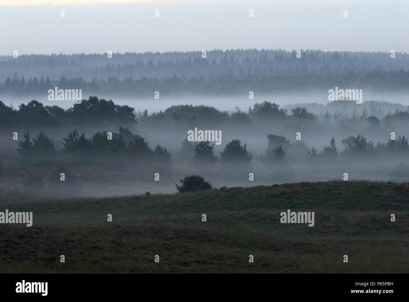 Landschaft Veluwe Stockfoto