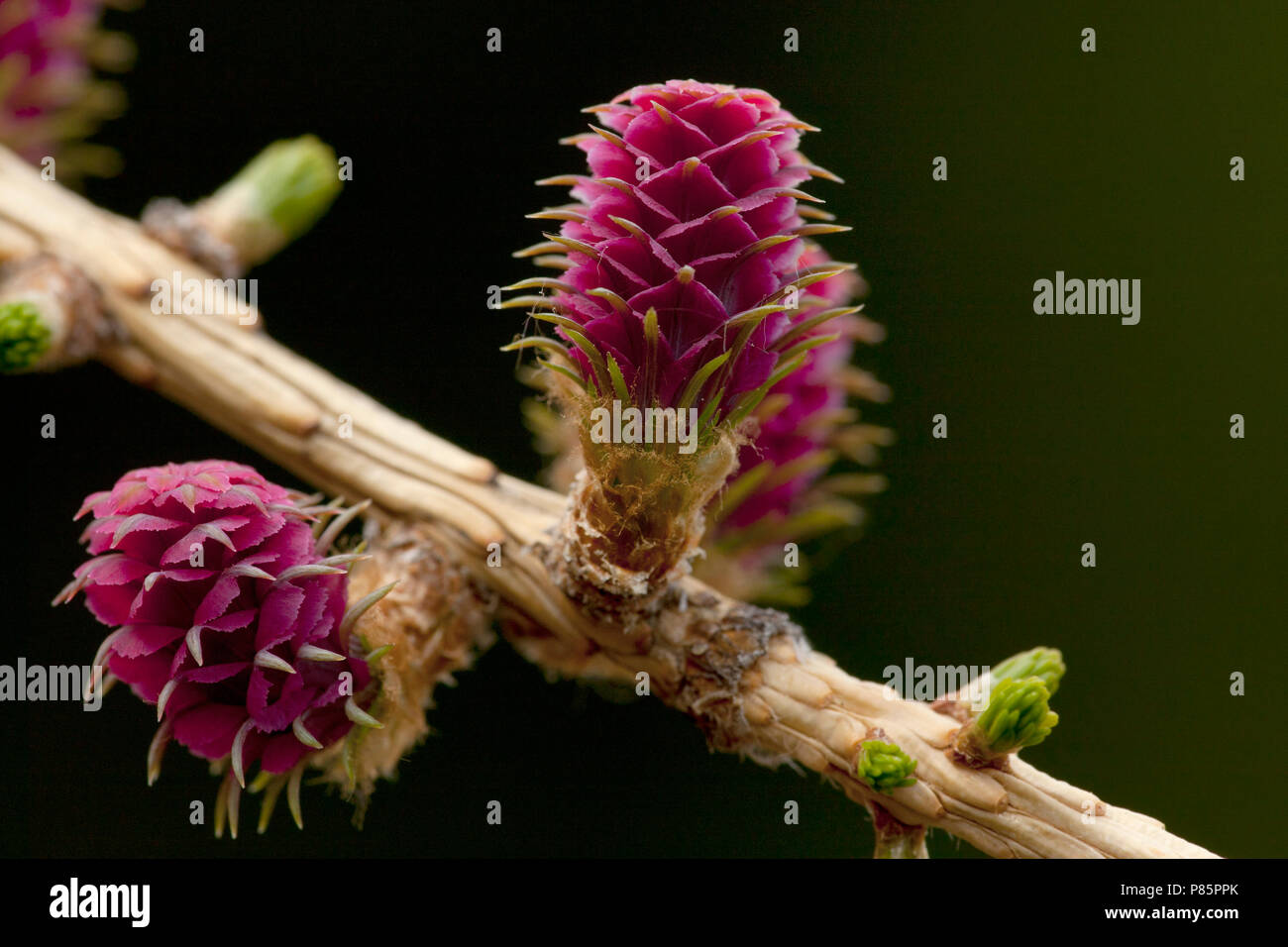 Vrouwelijke bloeiwijzen van de Europese lariks, weibliche Blüten der europäischen Lärche Stockfoto