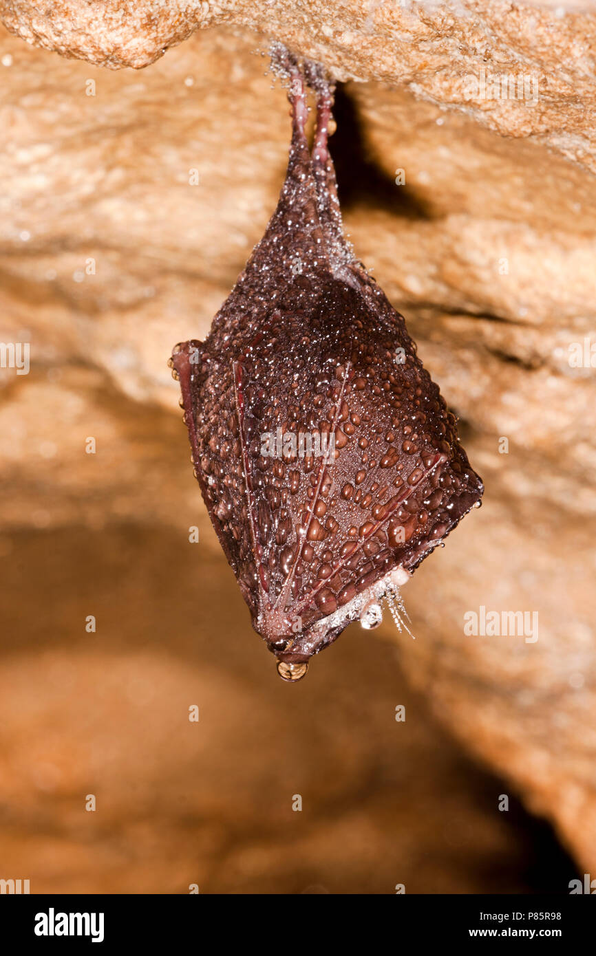 Kleine hoefijzerneus Fotos und Bildmaterial in hoher Auflösung Alamy