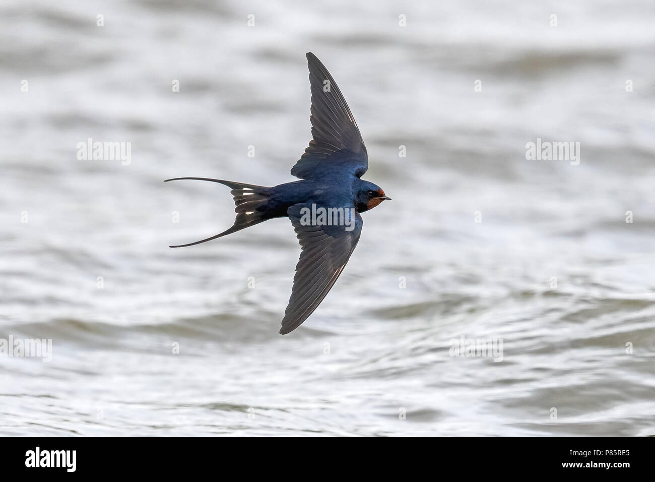 Putative Levant Rauchschwalbe fliegen über Canal de Willebroek, Vilvoorde, Brabant, Belgien. April 30, 2018. Stockfoto