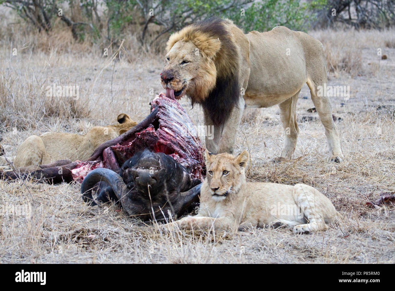 Afrikaanse Leeuw, Afrikanischer Löwe Panthera leo Stockfoto