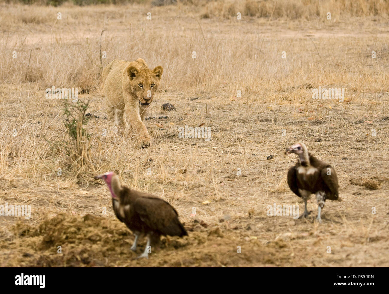 Jonge Afrikaanse Leeuw; Jungen afrikanischen Löwen Stockfoto