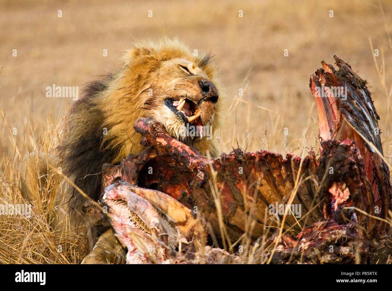 Afrikaanse Leeuw, Afrikanischer Löwe Panthera leo Stockfoto