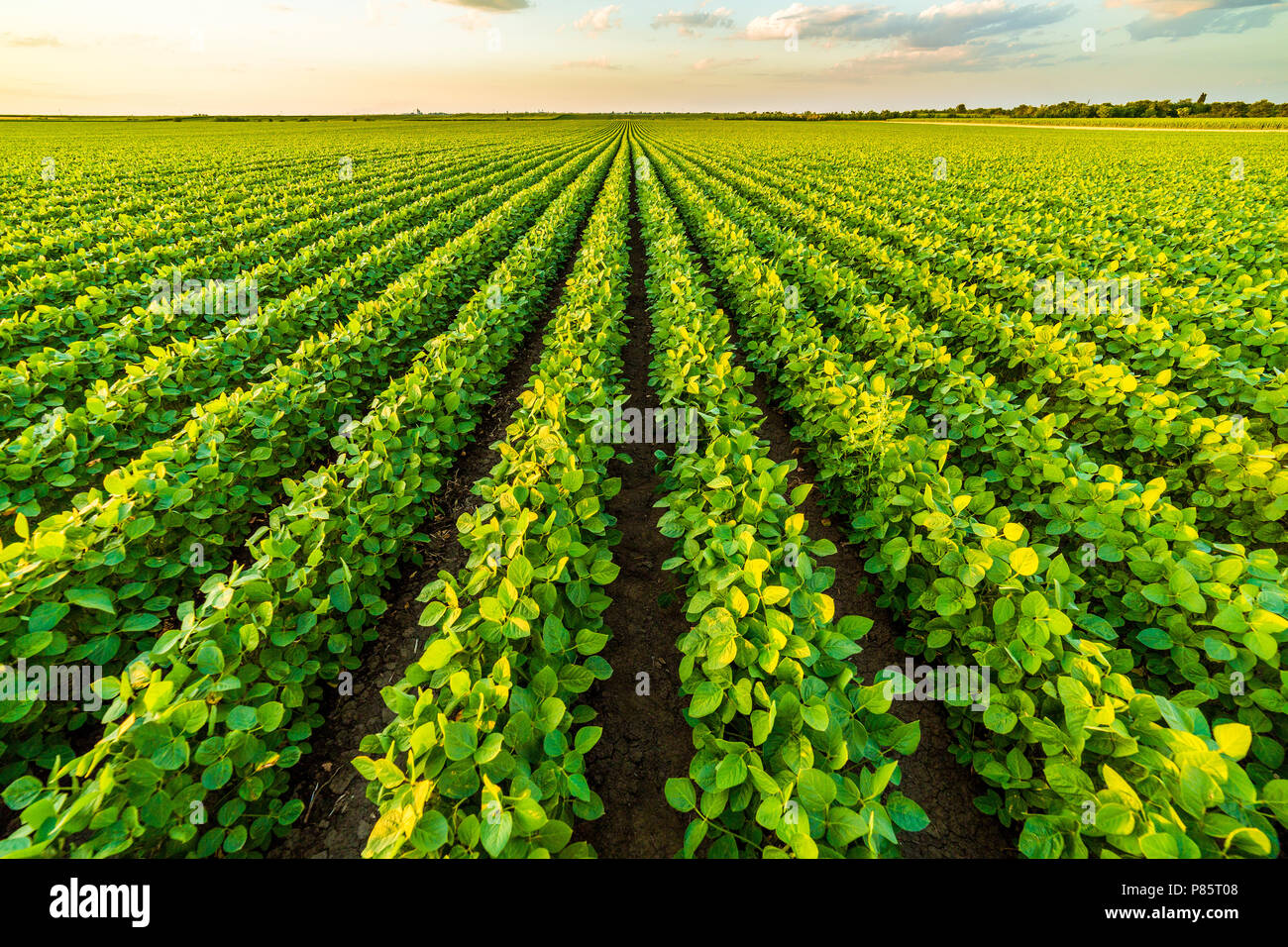 Reifende Soja Greenfield, Agrarlandschaft Stockfoto