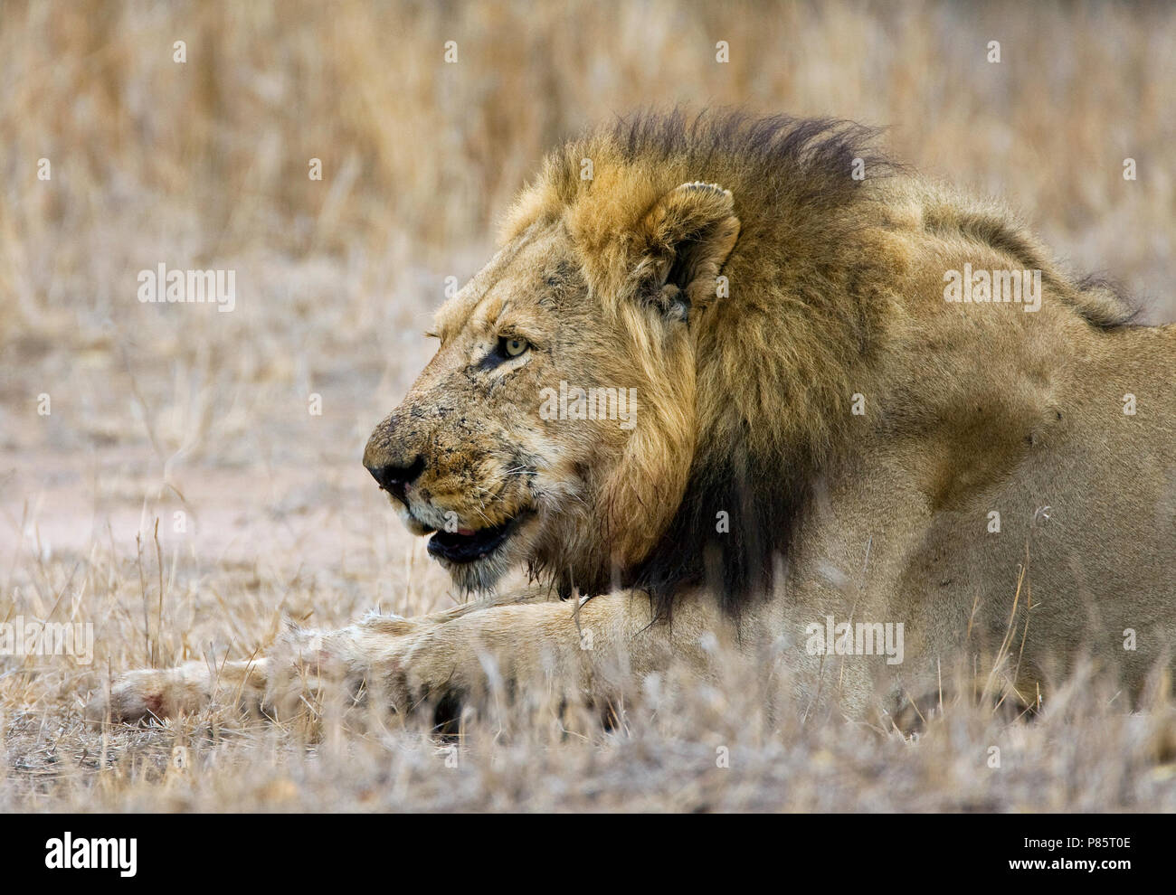 Afrikaanse Leeuw, Afrikanischer Löwe Panthera leo Stockfoto