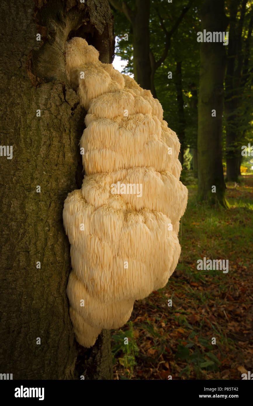 Zij aanzicht Pruikzwam; Mähne Pilz Seitenansicht Lion's; Stockfoto