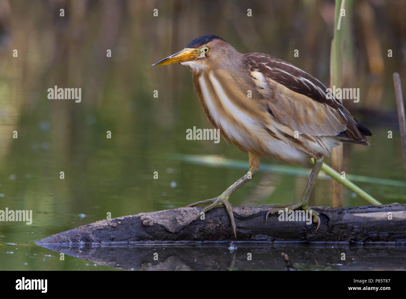 Tarabusino; wenig Rohrdommel; Ixobrychus minutus Stockfoto