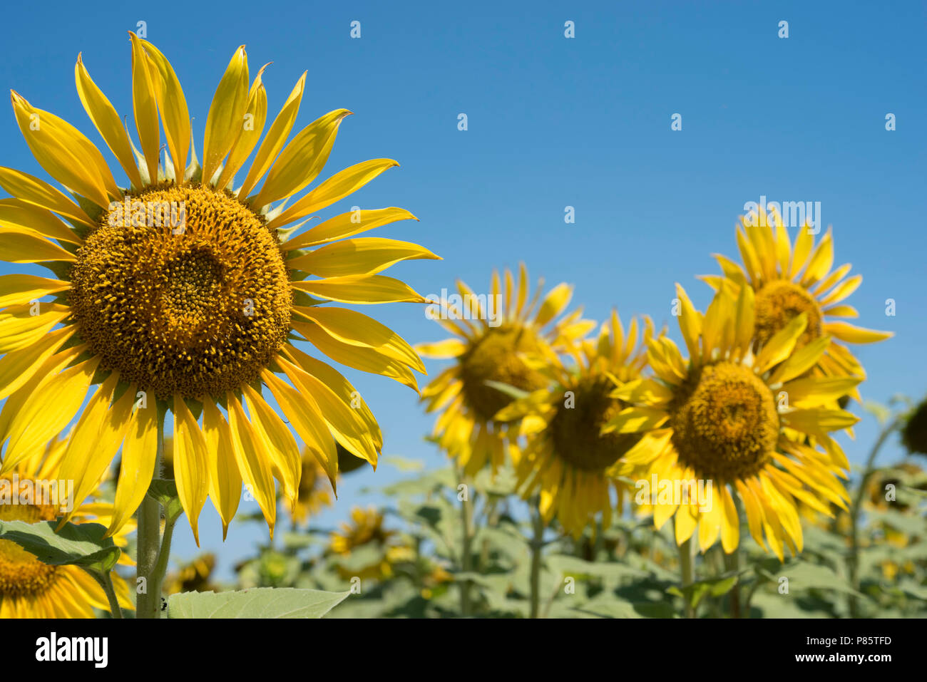 Schöne Sonnenblumen close up in der grünen Landschaft. Gelbe Blume Feld mit blauer Himmel an einem sonnigen Tag. Stockfoto