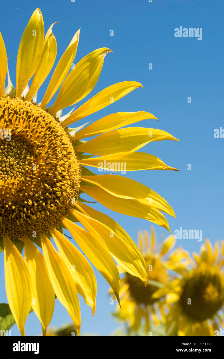 Schöne Sonnenblumen close up in der grünen Landschaft. Gelbe Blume Feld mit blauer Himmel an einem sonnigen Tag. Stockfoto