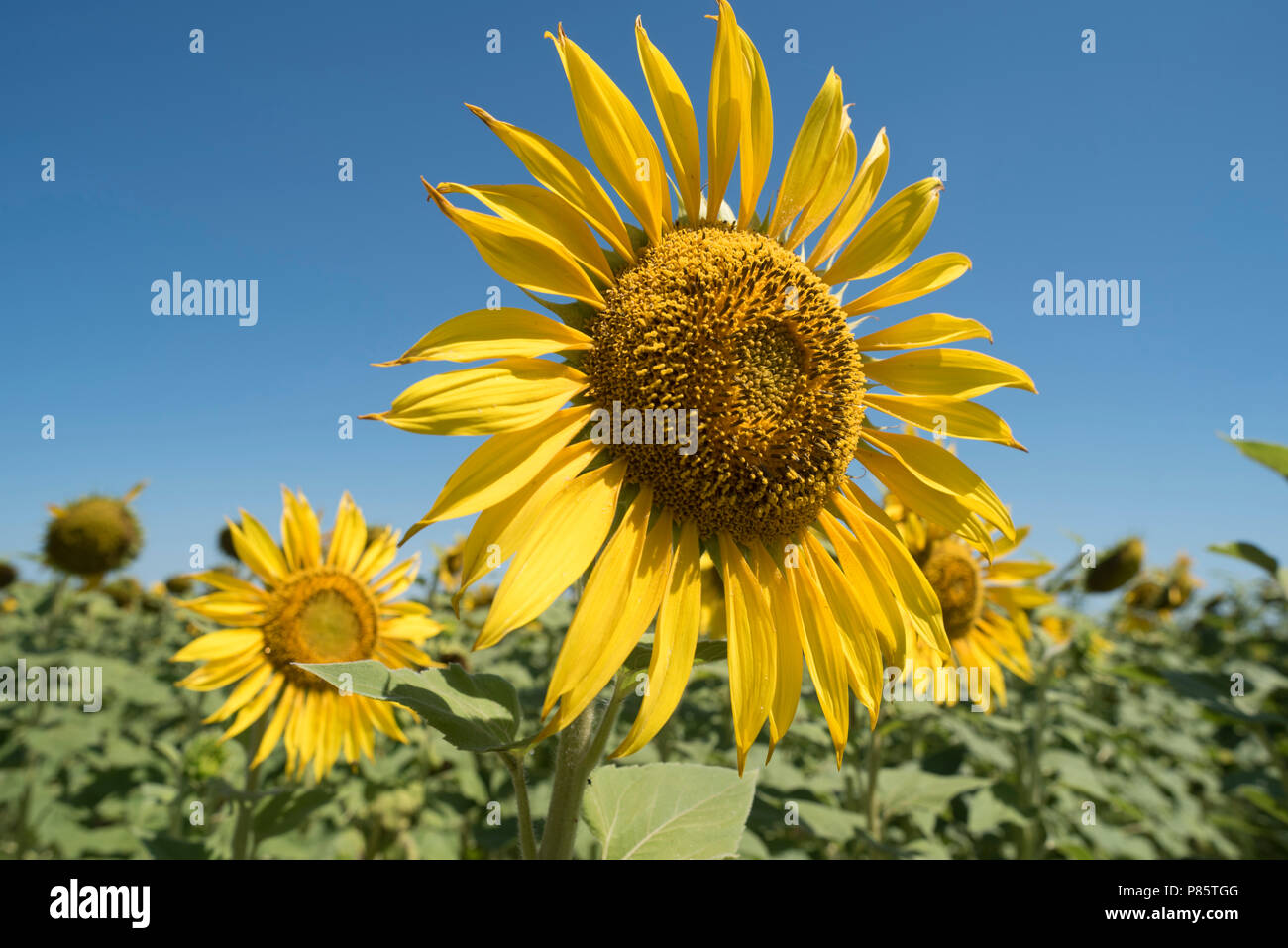 Sonnenblume closeup im schönen, sonnigen Sommertag. Gelbe Blume auf der grünen Landschaft Hintergrund. Stockfoto