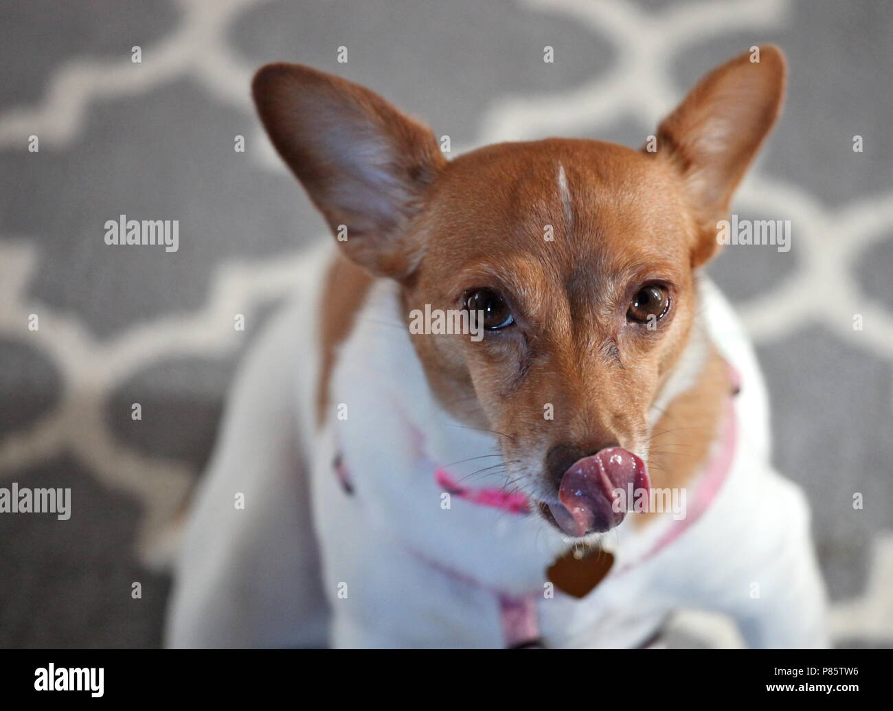 "Annie" Ratte Terrier Mix Stockfoto