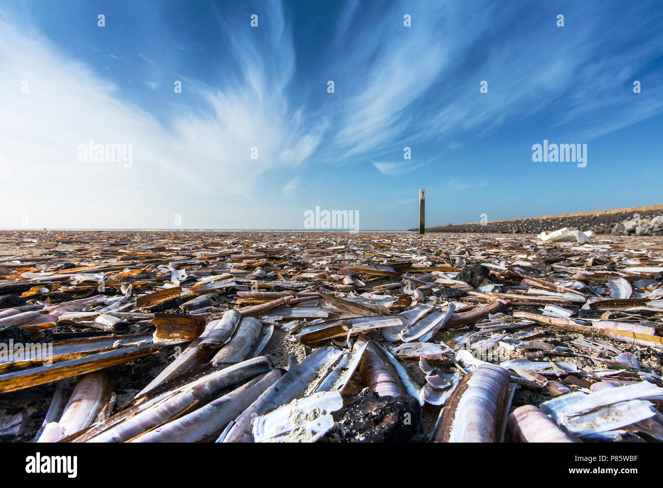 Amerikaanse zwaardschede op het Strand, Atlantik Jackknife Muschel am Strand Stockfoto