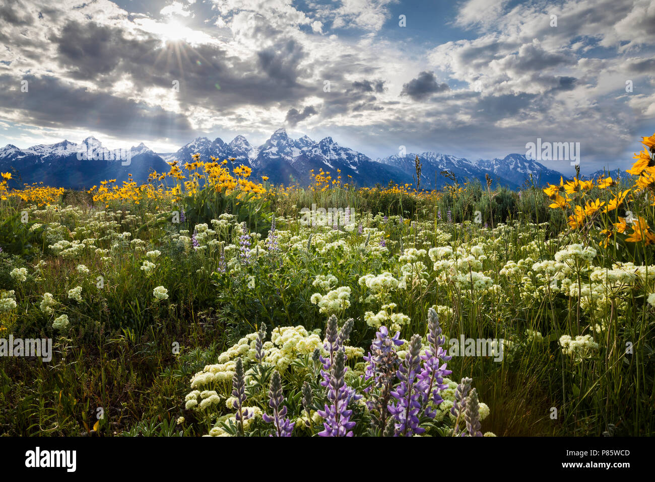 WY 02752-00 ... WYOMING - Feld mit wild wachsenden Blumen entlang der Antelope Flats Road im Grand Teton National Park. Stockfoto