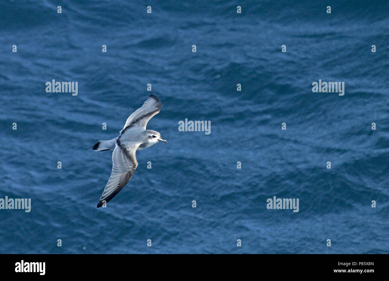 Antarctische Prion (Pachyptila desolata) Fliegen über dem Meer in der Nähe der Antarktis. Stockfoto