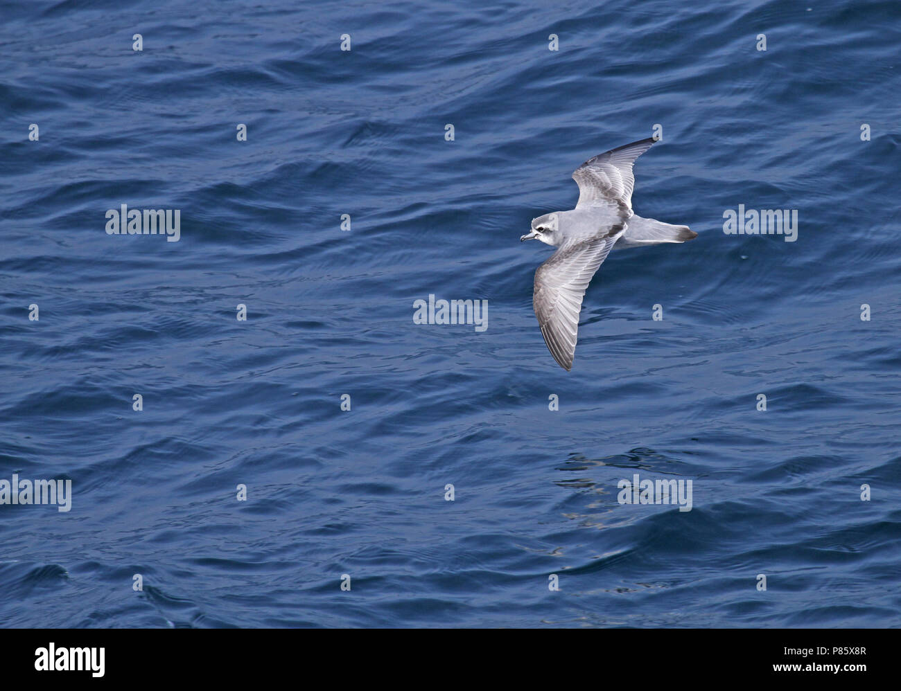 Antarctische Prion (Pachyptila desolata) Fliegen über dem Meer in der Nähe der Antarktis. Stockfoto