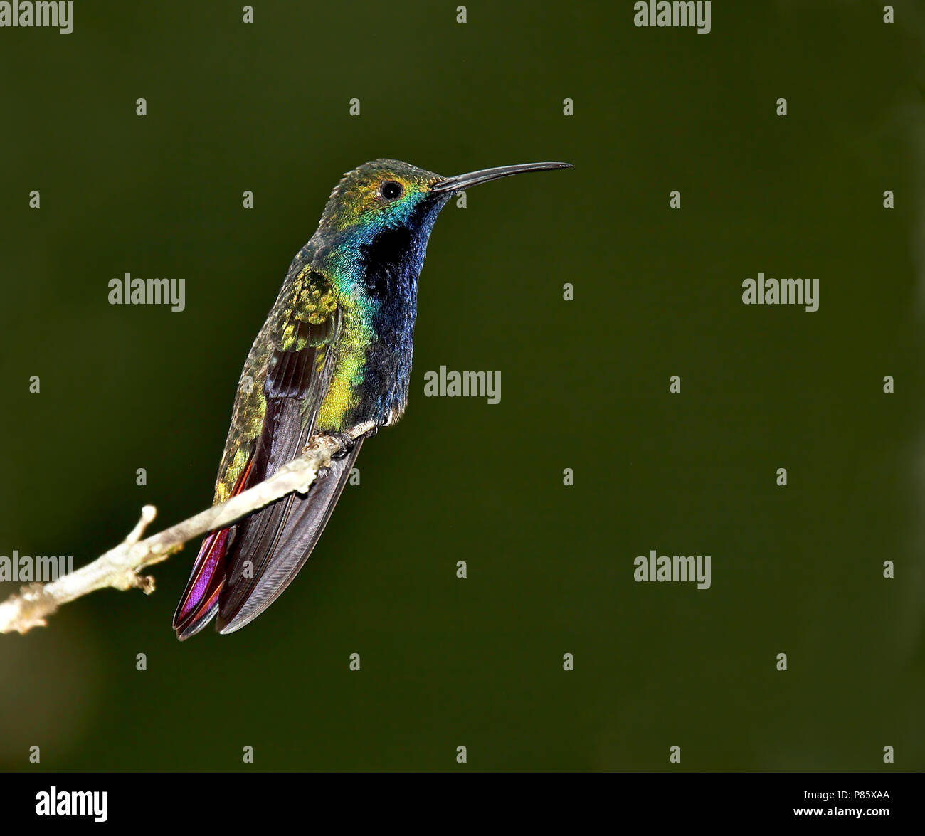 Black-throated Mango (Anthracothorax Nigricollis) Stockfoto