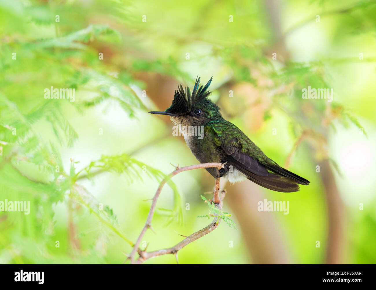 Antilliaanse kuifkolibrie, Antillean Crested Kolibri, Orthorhyncus cristatus Stockfoto