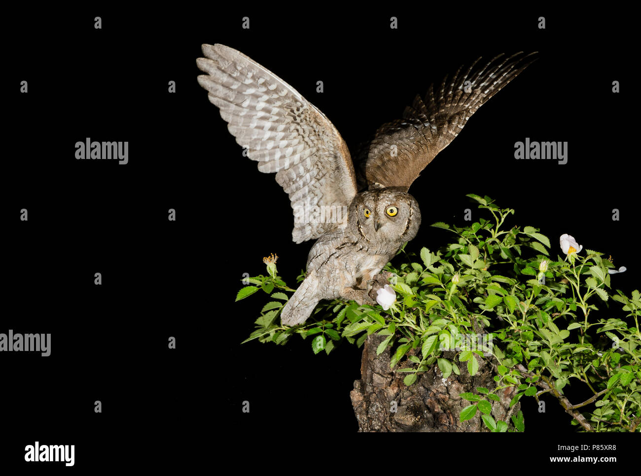 Eurasian Scops Owl (Otus scops) Stockfoto