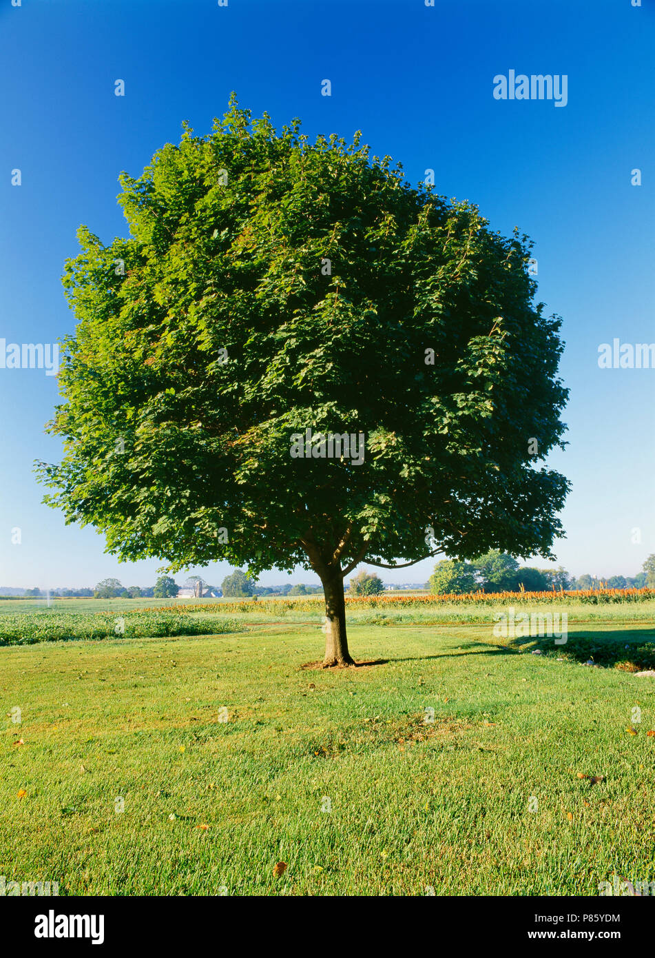 Norwegen AHORNBAUM IM SOMMER (ACER NEGUNDO) [Serie] VIER JAHRESZEITEN/Pennsylvania Stockfoto