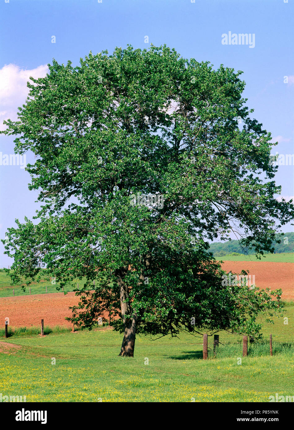 Rote Ahorn (Acer rubrum) knospende Blätter im Frühling/Pennsylvania [SERIE VON VIER JAHRESZEITEN] Stockfoto