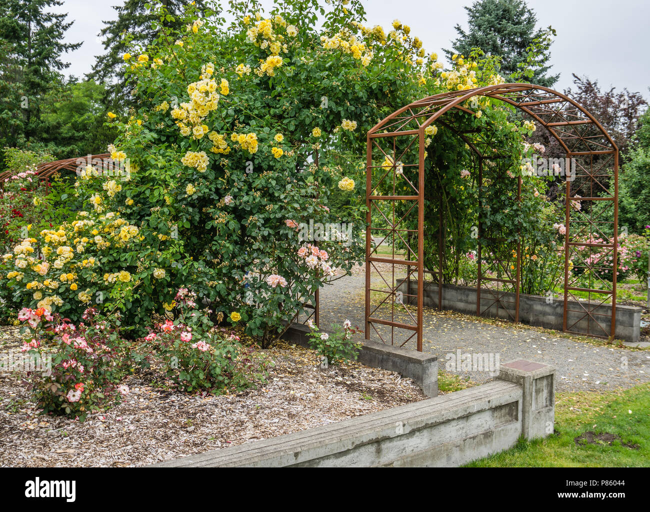 Gelbe Rosen wachsen auf Metall Dorne in Seatac, Washington. Stockfoto