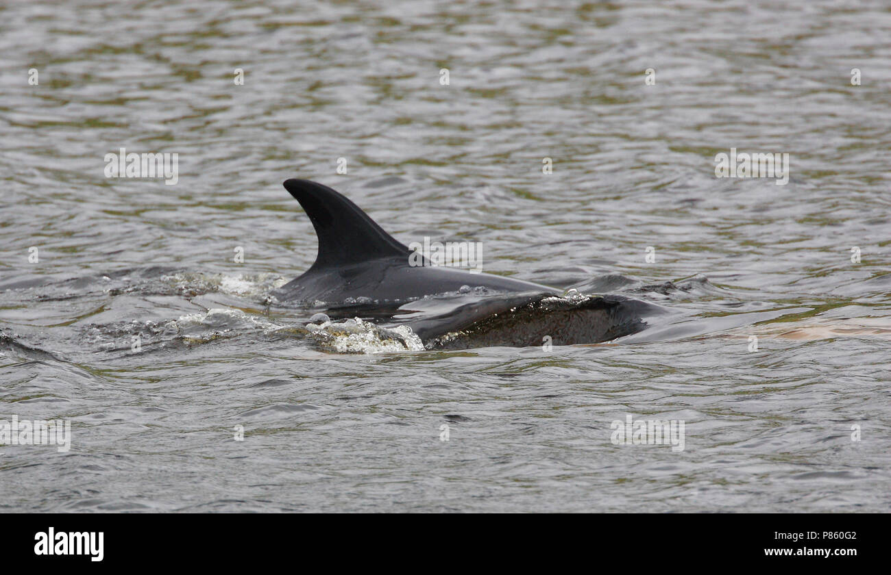 Witflankdolfijn, Atlantic weiß-seitig Dolphin, Lagenorhynchus acutus Stockfoto