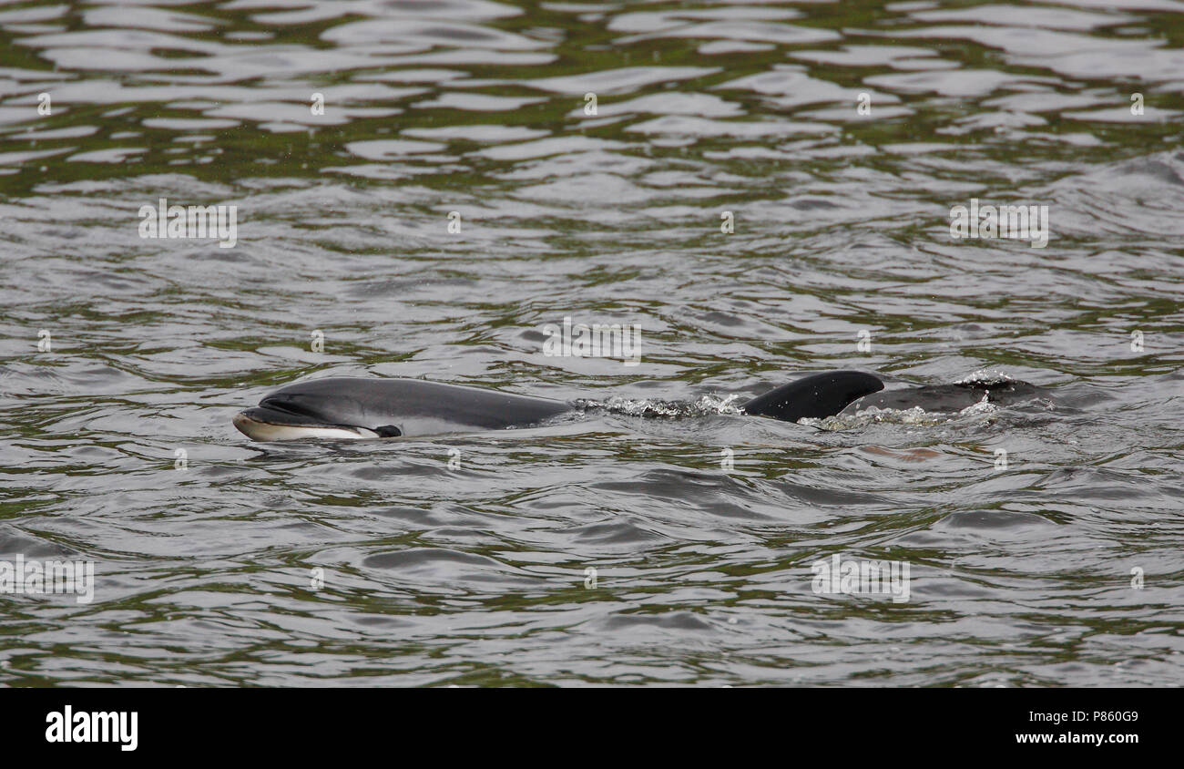 Witflankdolfijn, Atlantic weiß-seitig Dolphin, Lagenorhynchus acutus Stockfoto
