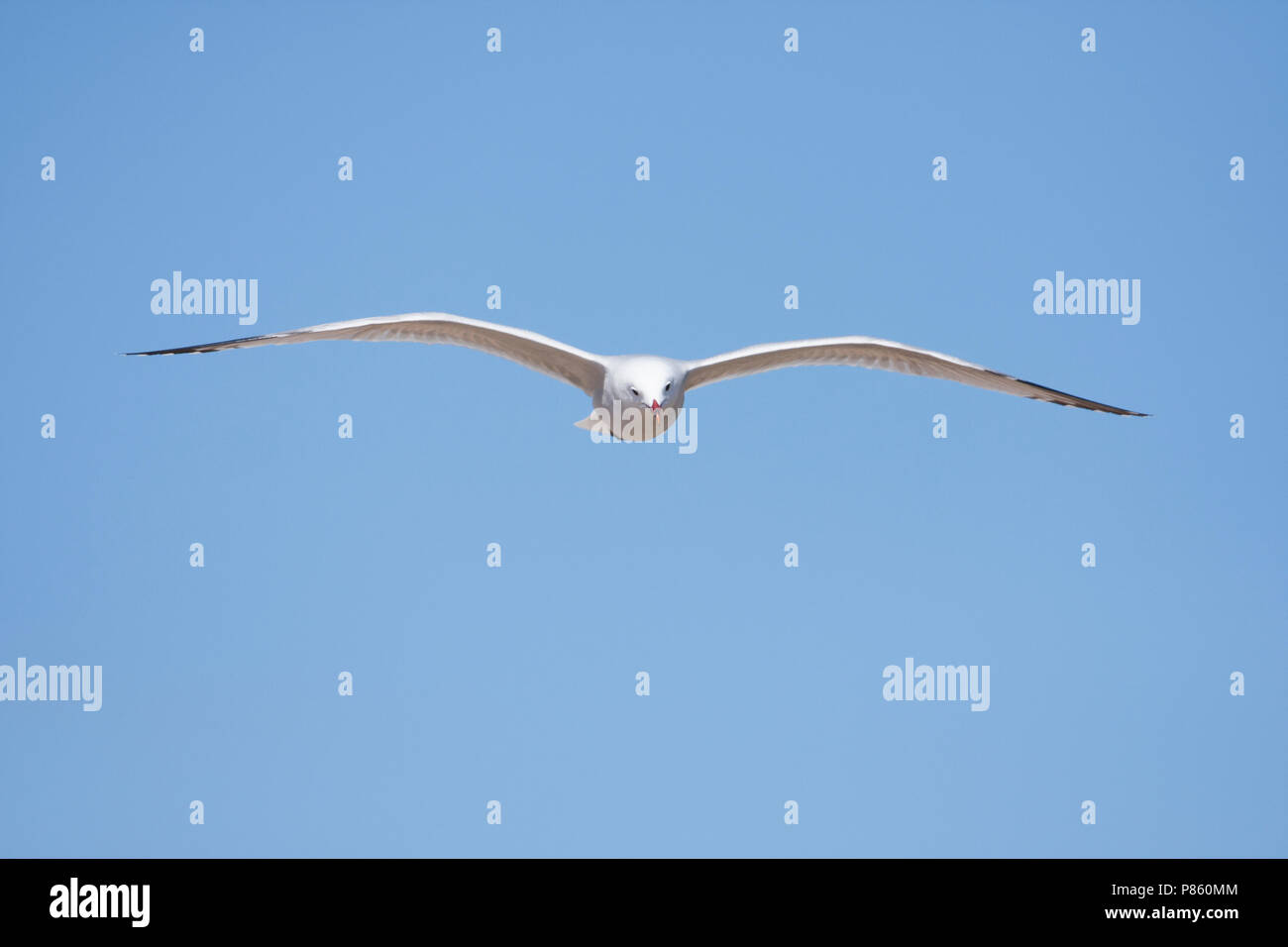 Audouin's Gull - Larus audouinii Korallenmöwe -, Spanien (Mallorca), Erwachsene Stockfoto