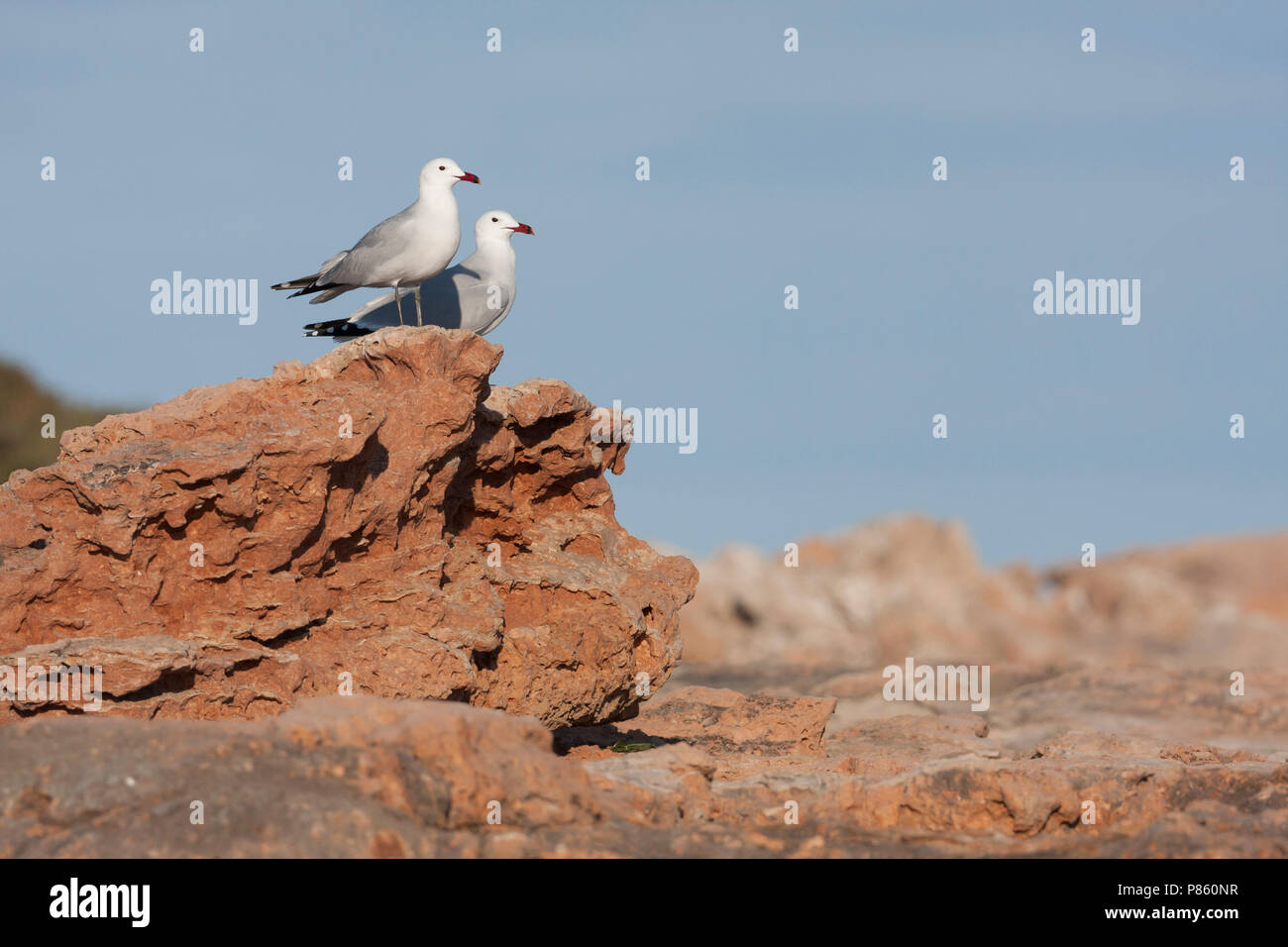 Audouin's Gull - Larus audouinii Korallenmöwe -, Spanien (Mallorca), Erwachsene Stockfoto