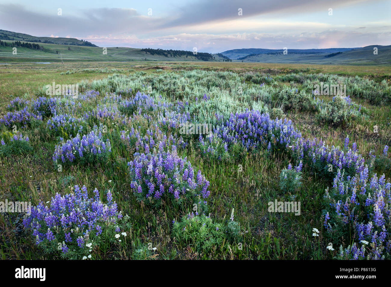 WY 02797-00 ... WYOMING - Lupin blühen in der Lamar Tal des Yellowstone National Park. Stockfoto