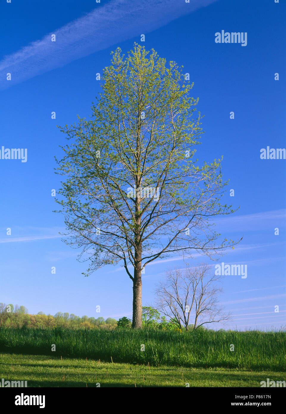SWEET GUM TREE (LIQUIDAMBAR STYRACIFLUA) MIT NEUEN WACHSTUM IM FRÜHJAHR [SERIE VON VIER JAHRESZEITEN] / PENNSYLVANIA Stockfoto
