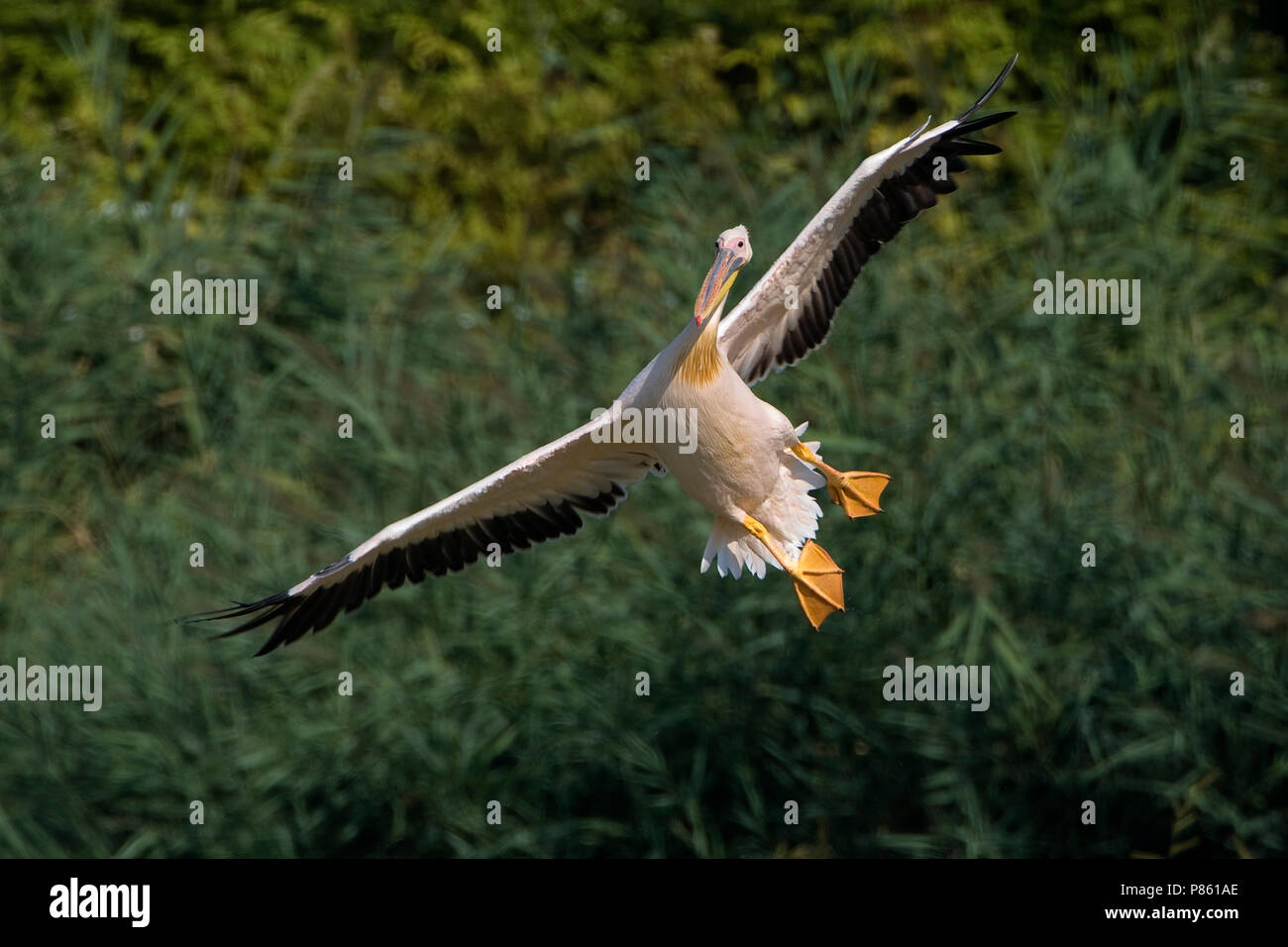 Pellicano; weiße Pelikan, Pelecanus onocrotalus Stockfoto