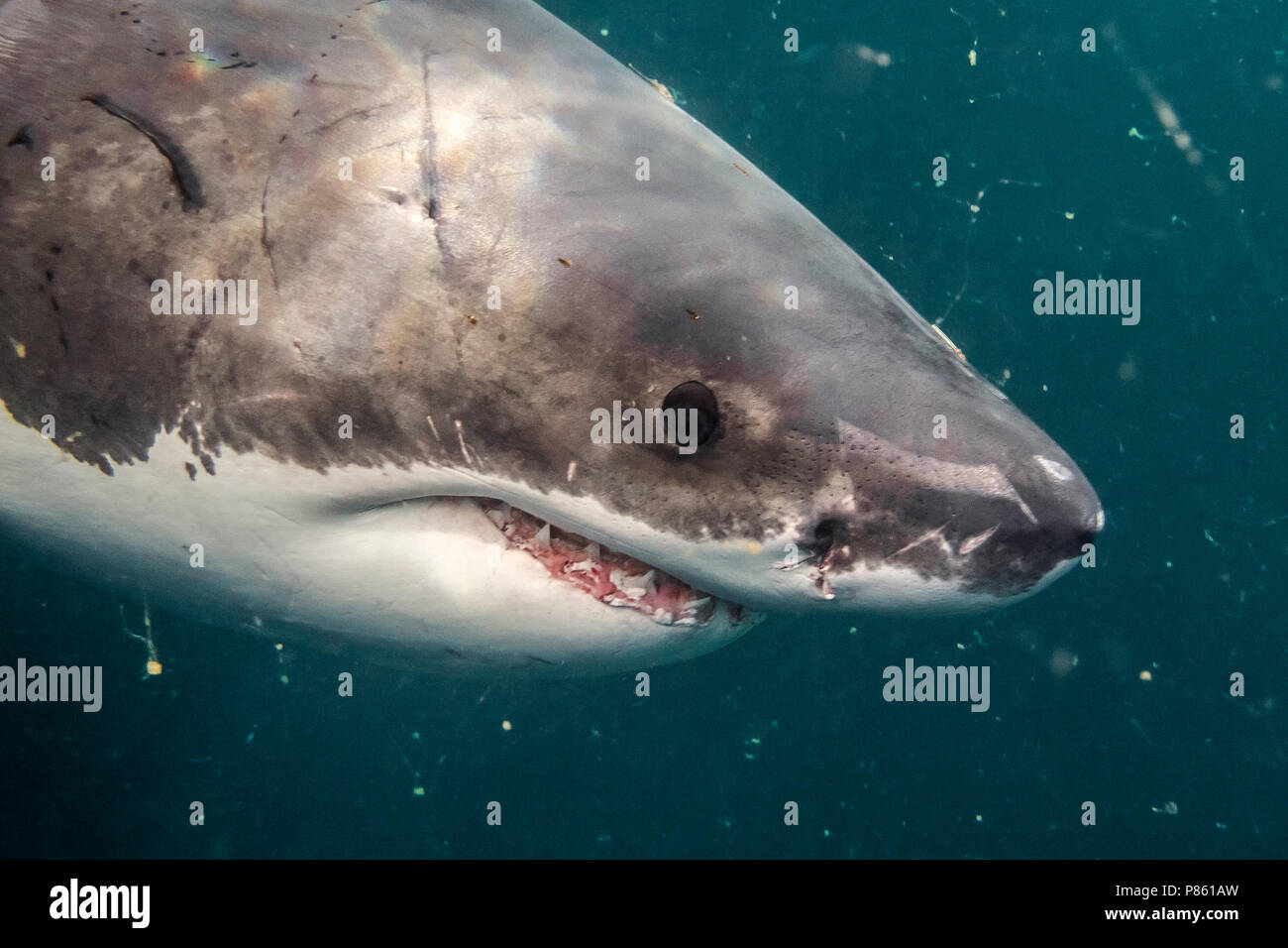 Witte Haai zwemmend voor de Kust van Zuid-Afrika; Great White Shark Schwimmen an der Küste von Süd-afrika Stockfoto